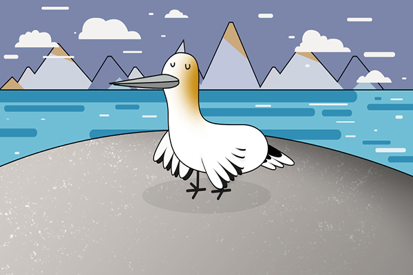 Un oiseau de mer fascinant