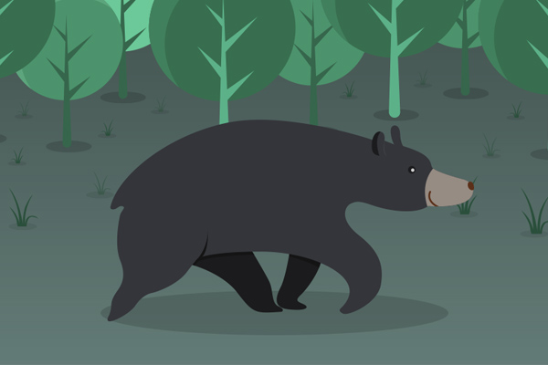 L'ours noir