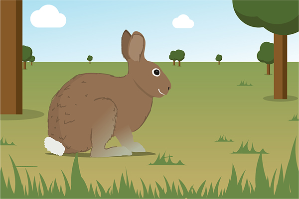 Le lapin à queue blanche