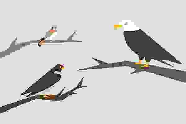 La fragilité des oiseaux de proie
