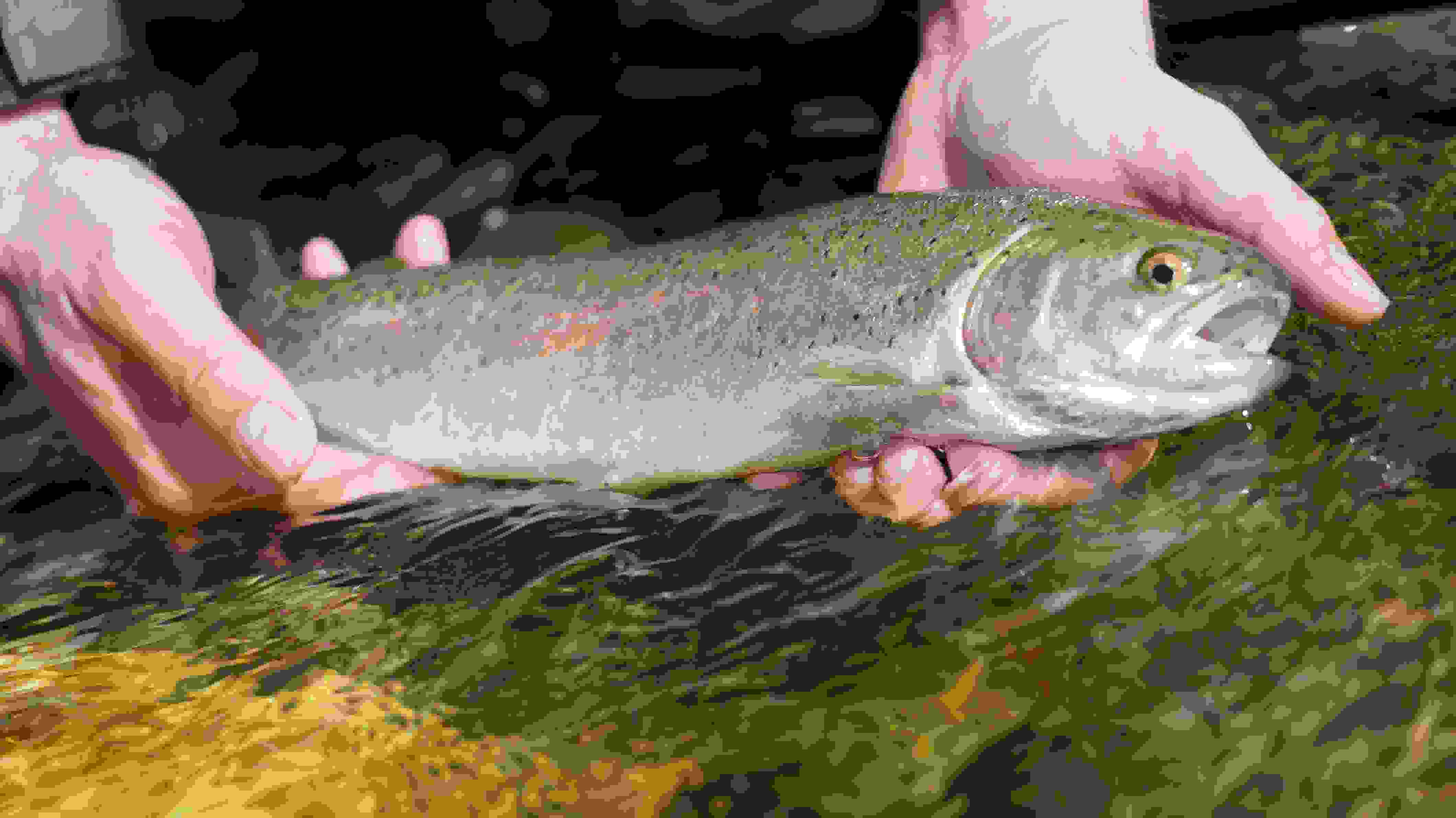 Pêche Nicolet, une qualité de pêche exceptionnelle