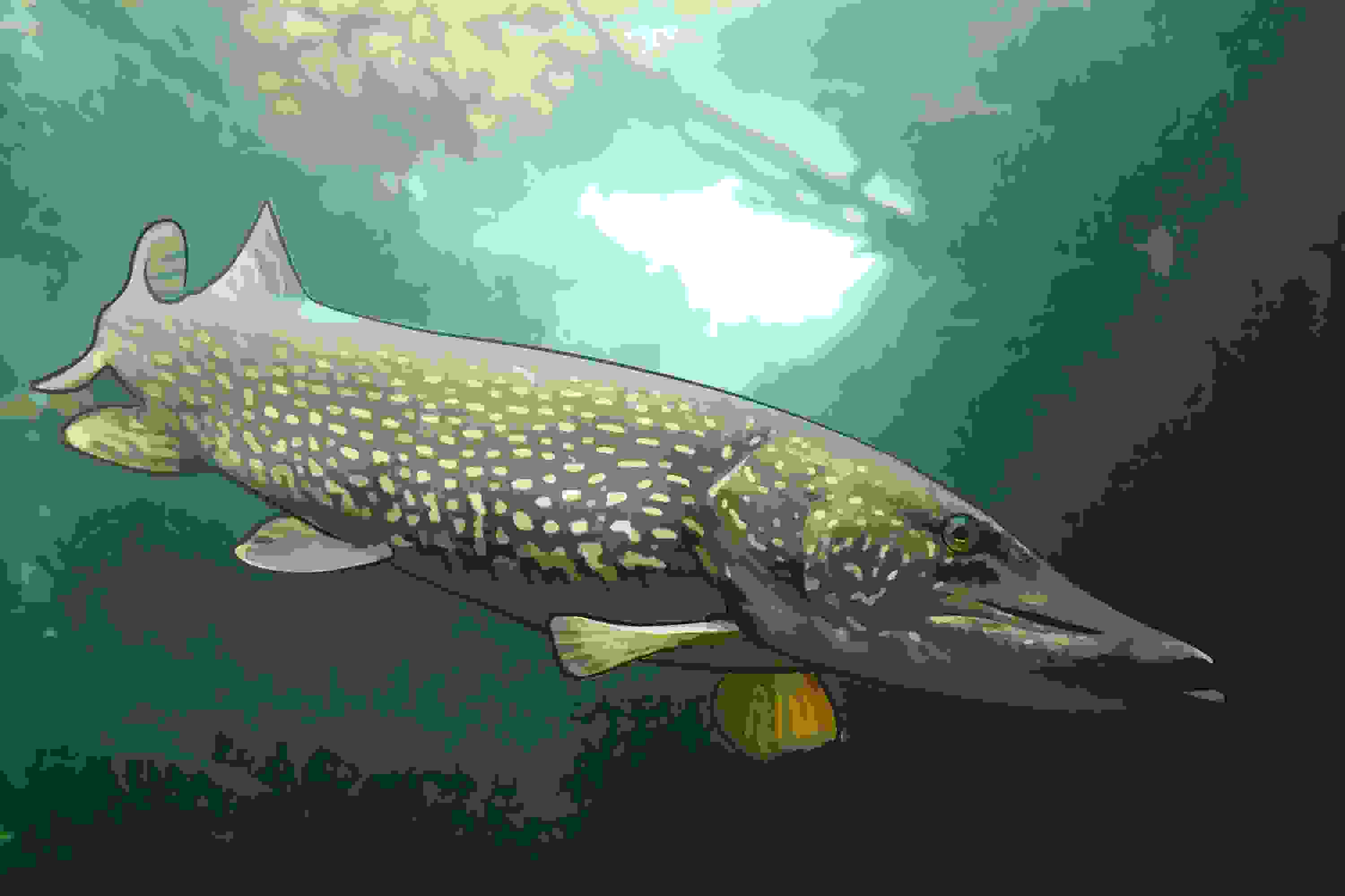 Le grand brochet