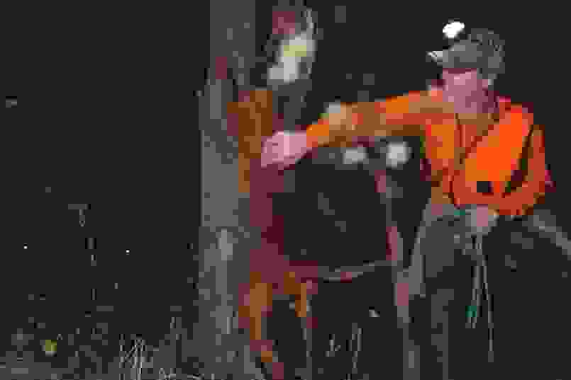 Chasse au raton laveur